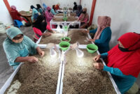 Pekerja memilih dan memilah biji kopi arabika Gayo kualitas ekspor di Takengon, Aceh Tengah, Aceh. Foto: Irwansyah Putra/ANTARA FOTO

