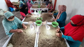 Pekerja memilih dan memilah biji kopi arabika Gayo kualitas ekspor di Takengon, Aceh Tengah, Aceh. Foto: Irwansyah Putra/ANTARA FOTO
