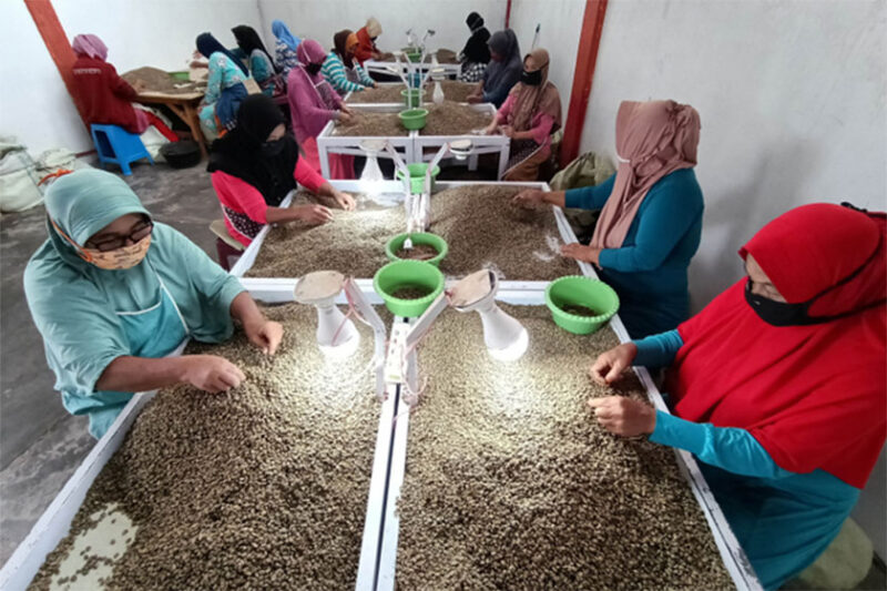 Pekerja memilih dan memilah biji kopi arabika Gayo kualitas ekspor di Takengon, Aceh Tengah, Aceh. Foto: Irwansyah Putra/ANTARA FOTO
