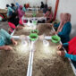 Pekerja memilih dan memilah biji kopi arabika Gayo kualitas ekspor di Takengon, Aceh Tengah, Aceh. Foto: Irwansyah Putra/ANTARA FOTO
