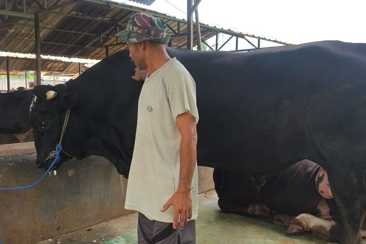 Pemilik ternak sapi, Muhammad Rozi, saat sedang mengelus badan Sambo, sapi jenis Brangus yang dipilih Prabowo Subianto untuk berqurban di Kota Tangerang.(KOMPAS.com/INTAN AFRIDA RAFNI)
