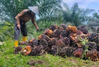 Petani sawit di Jambi sedang memanen kelapa sawit.
