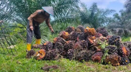  Petani sawit di Jambi sedang memanen kelapa sawit.