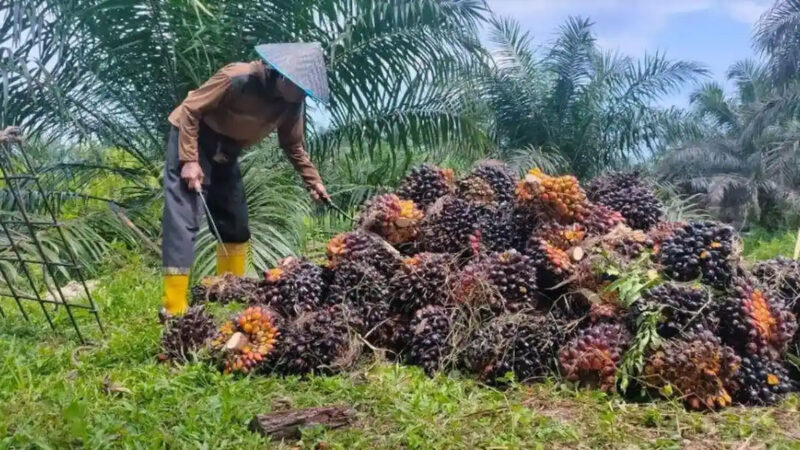  Petani sawit di Jambi sedang memanen kelapa sawit.