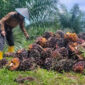  Petani sawit di Jambi sedang memanen kelapa sawit.