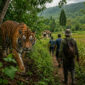 ilustrasi harimau di perkebunan warga