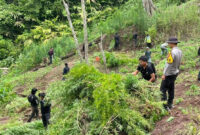 Ilustrasi ladang ganja yang ditemukan polisi.(Dokumentasi Polisi)

