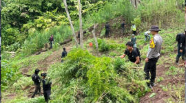 Ilustrasi ladang ganja yang ditemukan polisi.(Dokumentasi Polisi)
