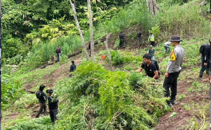 Ilustrasi ladang ganja yang ditemukan polisi.(Dokumentasi Polisi)
