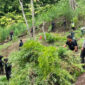 Ilustrasi ladang ganja yang ditemukan polisi.(Dokumentasi Polisi)
