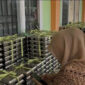 Penyaluran MBG di SMAN 14 Kota Jambi, Kamis (4/6/2026). 