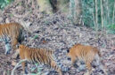 Pantauan kamera jebak Kemenhut memperlihatkan dua ekor anak harimau sumatera bersama induknya di Bentang Alam Kerinci Seblat, Sumatera Barat pada 2026.(Kemenhut)