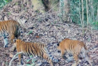 Pantauan kamera jebak Kemenhut memperlihatkan dua ekor anak harimau sumatera bersama induknya di Bentang Alam Kerinci Seblat, Sumatera Barat pada 2026.(Kemenhut)
