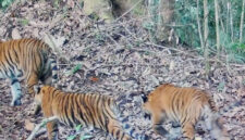 Pantauan kamera jebak Kemenhut memperlihatkan dua ekor anak harimau sumatera bersama induknya di Bentang Alam Kerinci Seblat, Sumatera Barat pada 2026.(Kemenhut)
