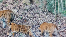 Pantauan kamera jebak Kemenhut memperlihatkan dua ekor anak harimau sumatera bersama induknya di Bentang Alam Kerinci Seblat, Sumatera Barat pada 2026.(Kemenhut)