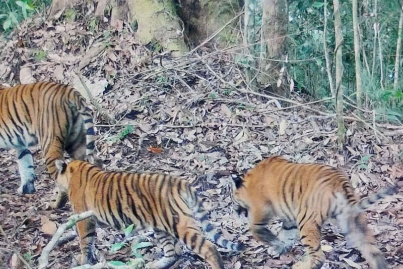 Pantauan kamera jebak Kemenhut memperlihatkan dua ekor anak harimau sumatera bersama induknya di Bentang Alam Kerinci Seblat, Sumatera Barat pada 2026.(Kemenhut)