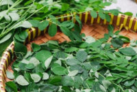 Ilustrasi daun kelor.(Shutterstock)