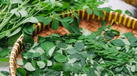 Ilustrasi daun kelor.(Shutterstock)