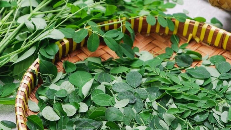 Ilustrasi daun kelor.(Shutterstock)