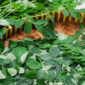 Ilustrasi daun kelor.(Shutterstock)