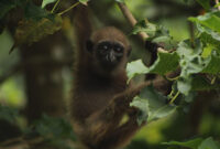 Owa ungko bernama latin Hylobates agilis adalah salah satu primata Indonesia yang habitatnya di hutan-hutan Sumatera.(WIKIMEDIA COMMONS/Yogi satriyo)