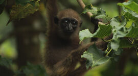 Owa ungko bernama latin Hylobates agilis adalah salah satu primata Indonesia yang habitatnya di hutan-hutan Sumatera.(WIKIMEDIA COMMONS/Yogi satriyo)