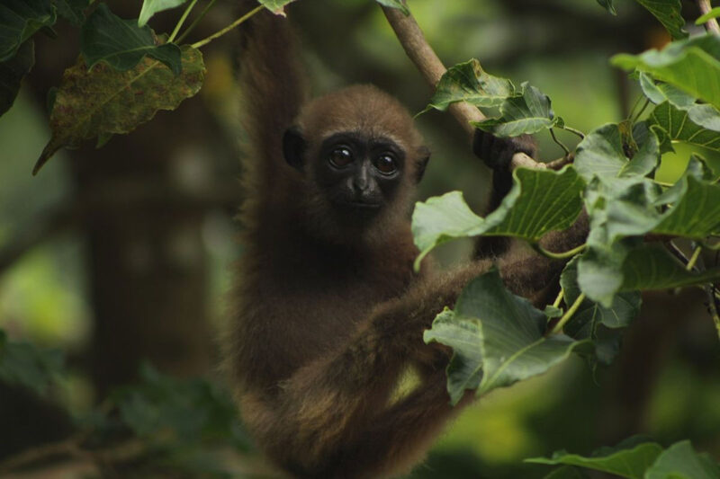Owa ungko bernama latin Hylobates agilis adalah salah satu primata Indonesia yang habitatnya di hutan-hutan Sumatera.(WIKIMEDIA COMMONS/Yogi satriyo)