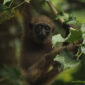 Owa ungko bernama latin Hylobates agilis adalah salah satu primata Indonesia yang habitatnya di hutan-hutan Sumatera.(WIKIMEDIA COMMONS/Yogi satriyo)