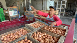 Pedagang kulakan telur di distributor Pasar Legi Solo, Senin (29/6/2026)(KOMPAS.COM/ADINDA BUNGA KUSUMA WARDANI)
