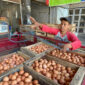 Pedagang kulakan telur di distributor Pasar Legi Solo, Senin (29/6/2026)(KOMPAS.COM/ADINDA BUNGA KUSUMA WARDANI)
