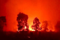 Tangkapan layar suasana kebakaran di Taman Nasional Way Kambas (TNWK), Jum'at (21/8/2026) malam(Istimewa )
