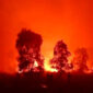 Tangkapan layar suasana kebakaran di Taman Nasional Way Kambas (TNWK), Jum'at (21/8/2026) malam(Istimewa )
