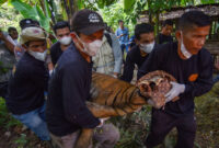 Tim Patroli Anak Nagari (Pagari) mengevakuasi Harimau Sumatra (Panthera tigris sumatrae) yang sudah dibius di Jorong Palimbatan, Nagari Pasie Laweh, Agam, Sumatera Barat, Rabu (12/8/2026). Balai Konservasi Sumber Daya Alam (BKSDA) Sumbar bersama pihak terkait mengevakuasi seekor Harimau Sumatra berusia sekitar dua tahun yang masuk ke kandang jebak setelah sebelumnya sempat memangsa ternak milik warga setempat. ANTARA FOTO/Fitra Yogi/hma(Fitra Yogi)