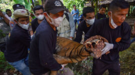 Tim Patroli Anak Nagari (Pagari) mengevakuasi Harimau Sumatra (Panthera tigris sumatrae) yang sudah dibius di Jorong Palimbatan, Nagari Pasie Laweh, Agam, Sumatera Barat, Rabu (12/8/2026). Balai Konservasi Sumber Daya Alam (BKSDA) Sumbar bersama pihak terkait mengevakuasi seekor Harimau Sumatra berusia sekitar dua tahun yang masuk ke kandang jebak setelah sebelumnya sempat memangsa ternak milik warga setempat. ANTARA FOTO/Fitra Yogi/hma(Fitra Yogi)