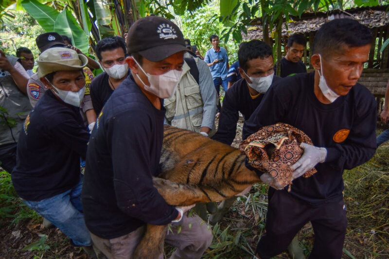 Tim Patroli Anak Nagari (Pagari) mengevakuasi Harimau Sumatra (Panthera tigris sumatrae) yang sudah dibius di Jorong Palimbatan, Nagari Pasie Laweh, Agam, Sumatera Barat, Rabu (12/8/2026). Balai Konservasi Sumber Daya Alam (BKSDA) Sumbar bersama pihak terkait mengevakuasi seekor Harimau Sumatra berusia sekitar dua tahun yang masuk ke kandang jebak setelah sebelumnya sempat memangsa ternak milik warga setempat. ANTARA FOTO/Fitra Yogi/hma(Fitra Yogi)