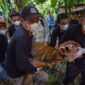 Tim Patroli Anak Nagari (Pagari) mengevakuasi Harimau Sumatra (Panthera tigris sumatrae) yang sudah dibius di Jorong Palimbatan, Nagari Pasie Laweh, Agam, Sumatera Barat, Rabu (12/8/2026). Balai Konservasi Sumber Daya Alam (BKSDA) Sumbar bersama pihak terkait mengevakuasi seekor Harimau Sumatra berusia sekitar dua tahun yang masuk ke kandang jebak setelah sebelumnya sempat memangsa ternak milik warga setempat. ANTARA FOTO/Fitra Yogi/hma(Fitra Yogi)