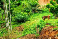Satu harimau Sumatera dilaporkan terlihat di kawasan pemukiman penduduk Desa Pante Kera, Kecamatan Simpang Jernih, Kabupaten Aceh Timur, Provinsi Aceh, RABU (5/8/2026)(POLSEK SIMPANG JERNIH)