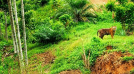 Satu harimau Sumatera dilaporkan terlihat di kawasan pemukiman penduduk Desa Pante Kera, Kecamatan Simpang Jernih, Kabupaten Aceh Timur, Provinsi Aceh, RABU (5/8/2026)(POLSEK SIMPANG JERNIH)