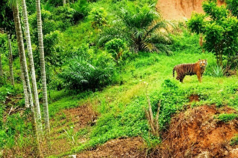 Satu harimau Sumatera dilaporkan terlihat di kawasan pemukiman penduduk Desa Pante Kera, Kecamatan Simpang Jernih, Kabupaten Aceh Timur, Provinsi Aceh, RABU (5/8/2026)(POLSEK SIMPANG JERNIH)