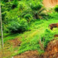 Satu harimau Sumatera dilaporkan terlihat di kawasan pemukiman penduduk Desa Pante Kera, Kecamatan Simpang Jernih, Kabupaten Aceh Timur, Provinsi Aceh, RABU (5/8/2026)(POLSEK SIMPANG JERNIH)