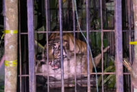Seekor harimau sumatera (Panthera tigris sumatrae) berjenis kelamin betina berhasil masuk ke dalam kandang jebak milik Balai Konservasi Sumber Daya Alam (BKSDA) Sumatera Barat di Kampuang Tengek, Jorong Palimbatan, Nagari Pasia Laweh, Kecamatan Palupuh, Kabupaten Agam, Selasa (11/8/2026) malam sekitar pukul 19.35 WIB.(Rahmat Panji (Kompas.com))