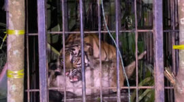 Seekor harimau sumatera (Panthera tigris sumatrae) berjenis kelamin betina berhasil masuk ke dalam kandang jebak milik Balai Konservasi Sumber Daya Alam (BKSDA) Sumatera Barat di Kampuang Tengek, Jorong Palimbatan, Nagari Pasia Laweh, Kecamatan Palupuh, Kabupaten Agam, Selasa (11/8/2026) malam sekitar pukul 19.35 WIB.(Rahmat Panji (Kompas.com))