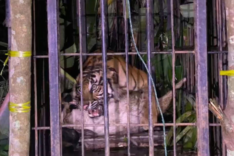 Seekor harimau sumatera (Panthera tigris sumatrae) berjenis kelamin betina berhasil masuk ke dalam kandang jebak milik Balai Konservasi Sumber Daya Alam (BKSDA) Sumatera Barat di Kampuang Tengek, Jorong Palimbatan, Nagari Pasia Laweh, Kecamatan Palupuh, Kabupaten Agam, Selasa (11/8/2026) malam sekitar pukul 19.35 WIB.(Rahmat Panji (Kompas.com))