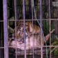 Seekor harimau sumatera (Panthera tigris sumatrae) berjenis kelamin betina berhasil masuk ke dalam kandang jebak milik Balai Konservasi Sumber Daya Alam (BKSDA) Sumatera Barat di Kampuang Tengek, Jorong Palimbatan, Nagari Pasia Laweh, Kecamatan Palupuh, Kabupaten Agam, Selasa (11/8/2026) malam sekitar pukul 19.35 WIB.(Rahmat Panji (Kompas.com))