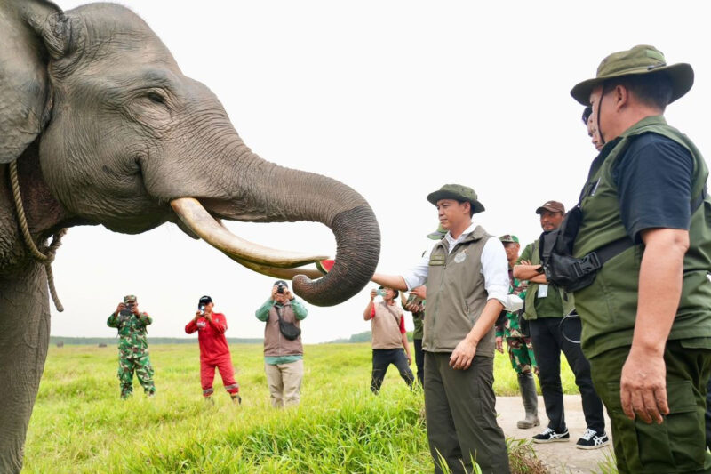 Menteri Kehutanan (Menhut) Raja Juli Antoni di Pusat Konservasi Gajah (PKG) Suaka Margasatwa Padang Sugihan, Sumatera Selatan, Kamis (17/9/2026)(Kemenhut RI)
