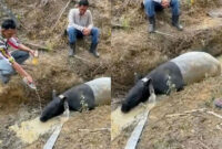 Tapir ditemukan di perkebunan sawit Mesuji. BKSDA turun tangan memastikan kondisi dan penanganan satwa dilindungi tersebut.(Istimewa )
