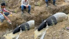 Tapir ditemukan di perkebunan sawit Mesuji. BKSDA turun tangan memastikan kondisi dan penanganan satwa dilindungi tersebut.(Istimewa )
