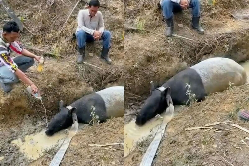 Tapir ditemukan di perkebunan sawit Mesuji. BKSDA turun tangan memastikan kondisi dan penanganan satwa dilindungi tersebut.(Istimewa )
