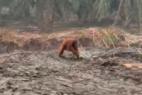 Salah satu orangutan terlihat berjalan sendirian di lokasi lahan bekas terbakar di Km 13 atau 14 Jalan Pangkalan Bun – Kotawaringin Lama, yang masuk wilayah Kelurahan Mendawai Seberang, Kecamatan Arut Selatan, Kabupaten Kotawaringin Barat, Minggu (4/10/2026).(DOK. CAMAT SETEMPAT)
