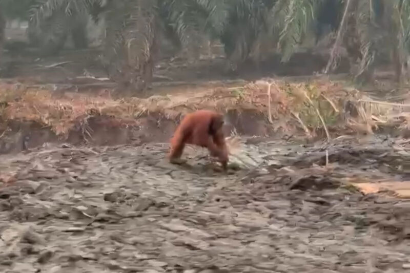Salah satu orangutan terlihat berjalan sendirian di lokasi lahan bekas terbakar di Km 13 atau 14 Jalan Pangkalan Bun – Kotawaringin Lama, yang masuk wilayah Kelurahan Mendawai Seberang, Kecamatan Arut Selatan, Kabupaten Kotawaringin Barat, Minggu (4/10/2026).(DOK. CAMAT SETEMPAT)
